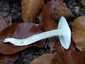 Elefántcsont-csigagomba (Hygrophorus eburneus), Budai-hegység
